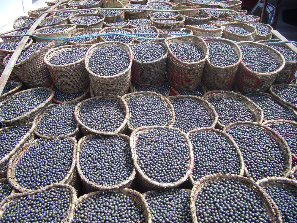 Woven baskets filled with harvested açaí berries